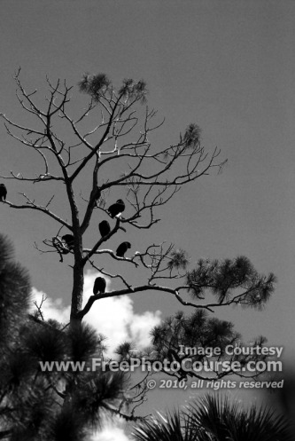 Vultures Perched in Dead Tree, Brevard County, Florida -© 2010, FreePhotoCourse.com  -  free digital pictures, computer desktop backgrounds, free online photography tips 