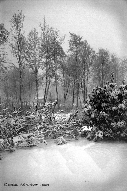 Picture of a snowy forest scene in Winter at a chalet near Amsterdam, NL. Featured in the 2010-11 Winter Challenge from www.FreePhotoCourse.com.  © 2011, all rights reserved; Photo Credit: Inbal Tur-Shalom 