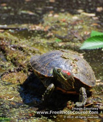 Picture of a Painted Turtle;  (c) FreePhotoCourse.com, all rights reserved