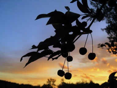 Picture of Crab Apples, Silhouetted against Minnesota Sunset.  Visit www.FreePhotoCourse.com if you love photography!