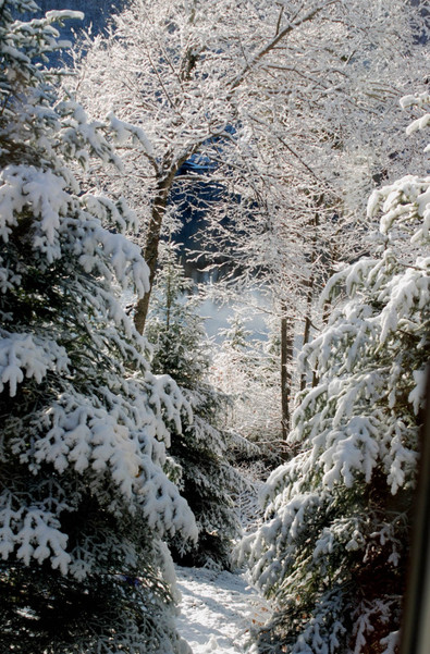 Picture of beautiful winter scene - part of Seasonal Winter Photo Challenge from FreePhotoCourse.com