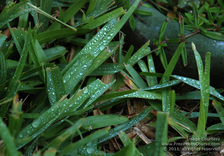 Picture of spring dew drops on wide blades of grass.  Beautiful artistic wallpapers and pictures are downloadable at www.FreePhotoCourse.com.© 2011, FreePhotoCourse.com; all rights reserved.  