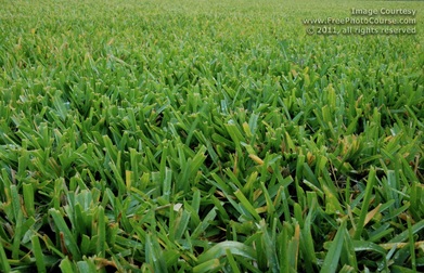 Picture of bermuda grass with long depth of field effect.  Fantastic free pictures and wallpapers are available at www.FreePhotoCourse.com.© 2011, FreePhotoCourse.com; all rights reserved.  