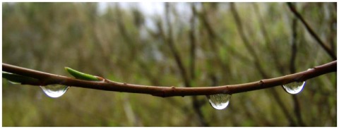 Picture of raindrops on branch, springtime in Christchurch, New Zealand. Branch has spring buds. From www.FreePhotoCourse.com