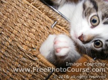 Picture of a cute kitten in a woven basket; © 2010, all rights reserved.  Check out more Free Wallpapers and Pictures at: www.FreePhotoCourse.com 