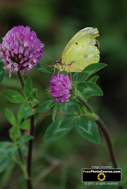 Picture of a yellow butterfly on a sweet clover flower. Find more cool pictures and wallpapers at FreePhotoCourse.com. © 2011, all rights reserved.  