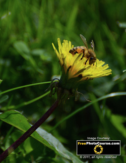 High-res photo of a bee on a dandelion. Find more cool pictures and wallpapers at FreePhotoCourse.com. © 2011, all rights reserved.  