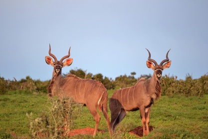 Picture of 2 Kudu posing in the wild; Addo Elephant National Park, South Africa. Find more digital photography tips, dslr camera lessons and artistic photo galleries at www.FreePhotoCourse.com.  © 2011, all rights reserved.   