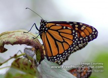 Picture of a Monarch Butterfly; © 2010, all rights reserved, FreePhotoCourse.com    