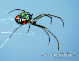 Picture of a Black Widow Spider; © 2010, all rights reserved, FreePhotoCourse.com 