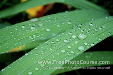 Water Droplets on a Leaf - Fine Art Photography Tips and Lessons - © 2010, Stephen J. Kristof, www.FreePhotoCourse.com, all rights reserved 