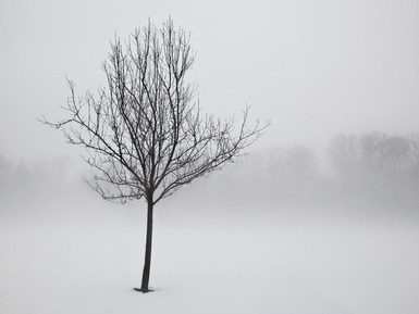 Picture of a lone, leafless tree in a wintry pasture.  Falling snow is obscuring the background.  Beautiful artistic photography, part of FreePhotoCourse.com's 2010-11 Winter Challenge Contributor's Gallery.  © 2011, all rights reserved.  Photo Credit: Mike DiRenzo.  