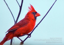 Picture of a male Cardinal; © 2010, all rights reserved.  Check out more Free Wallpapers and Pictures at: www.FreePhotoCourse.com  