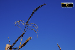 Picture of a corn tassle against a blue sky. Find more cool pictures and wallpapers at FreePhotoCourse.com. © 2011, all rights reserved. 