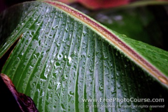 Abstract, Raindrops, Rhythm, Banana Leaf - Photography Tips and Lessons - © 2010, Stephen J. Kristof, www.FreePhotoCourse.com, all rights reserved 