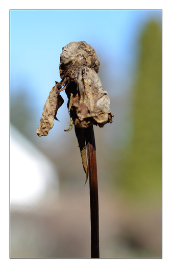 Photo of a withered, dead rose boom at the end of the season; From the Contributors' Gallery at FreePhotoCourse.com; © 2013, all rights reserved 
