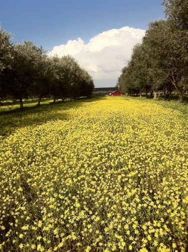 Picture of a field of yellow flowers with a red car in the background. Near Tel-Aviv, Israel.  Part of the October 2012 Contributor's Gallery from www.FreePhotoCourse.com.  All rights reserved.