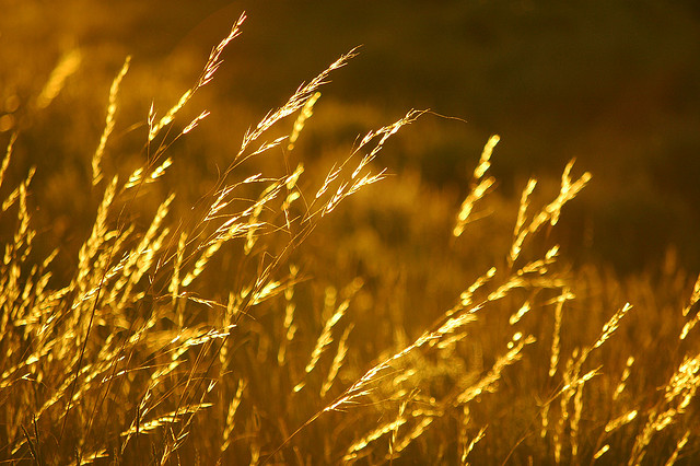 Artistic picture of golden blades of seeded grass. Part of FreePhotoCourse.com's Contributor's Gallery for November 2012.  Photo Credit: Jay Andrews.  All rights reserved, © 2012. 