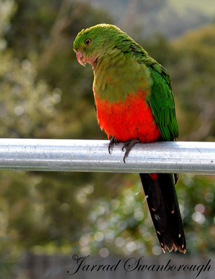 Picture of a female Austrlian King Parrot; part of the Contributors' Gallery from FreePhotoCourse.com;  ©2013, all rights reserved.