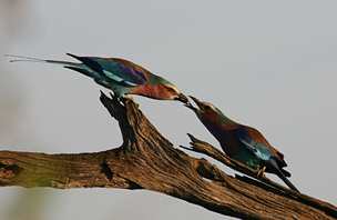 Picture of a colorful bird feeding another bird.  Wildlife photography in the Serengeti Desert.  Photo Credit: James Orr, © 2012, all rights reserved.  From FreePhotoCourse.com, the December 2012 Contributors' Gallery .