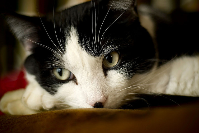 Dramatic feline picture - black and white cat, close-up of the face.  Part of the Contributor's Gallery from FreePhotoCourse.com, featuring work by Jay Andrews for November 2012.  All rights reserved, © 2012